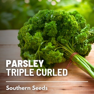 Parsley, Triple Curled - 200 Seeds - Heirloom Herb - Culinary & Medicinal Herb - Non-GMO (Petroselinum crispum)