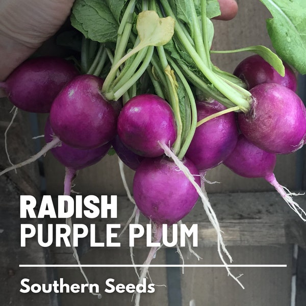 Radish, Purple Plum - 250 Seeds - Heirloom Vegetable - Non-GMO - Crisp and Mild Flavor (Raphanus sativus)