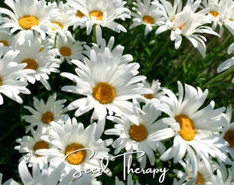 May include: A cluster of white daisy flowers with bright yellow centers, featuring long, thin white petals and green stems. The text "Seed Therapy" is written in a white, cursive script font across the lower portion of the floral image.