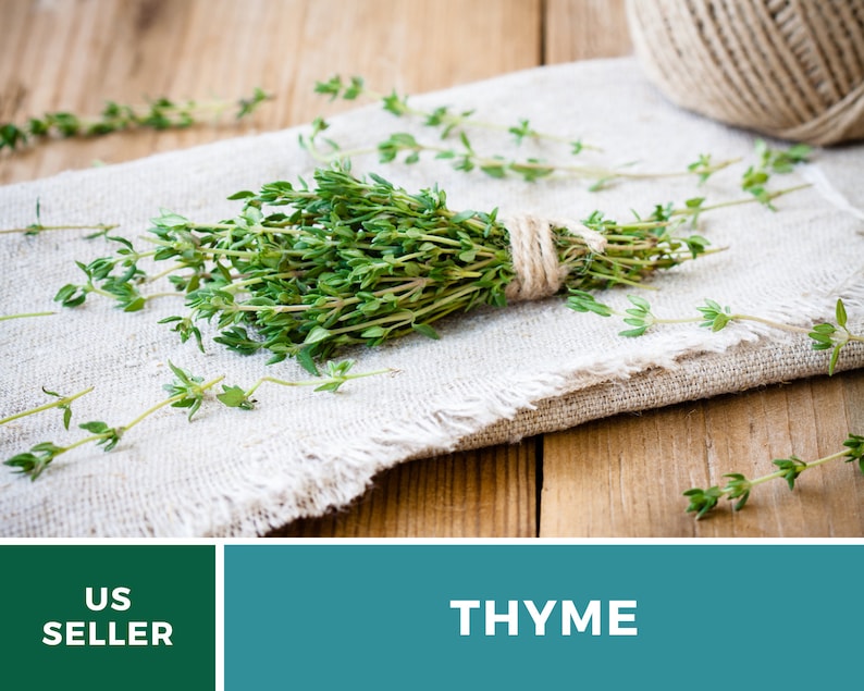 May include: A bunch of fresh thyme tied with twine, resting on a white linen cloth. The thyme is green and the twine is brown. The cloth is on a wooden surface.
