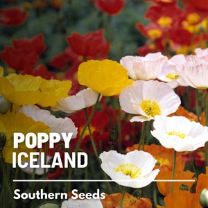 Poppy, Iceland - 250 Seeds - Heirloom Flower, Pastel Flower Mix, Garden Plant Gift (Papaver nudicaule)