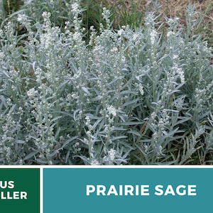 Sage, Prairie Louisiana Sage 100 Seeds Heirloom Herb, Medicinal, Pollinator Friendly, Fragrant Plant, Non-GMO Artemisia ludoviciana image 2