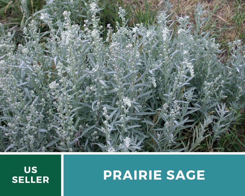 Sage, Prairie Louisiana Sage 100 Seeds Heirloom Herb, Medicinal, Pollinator Friendly, Fragrant Plant, Non-GMO Artemisia ludoviciana image 2