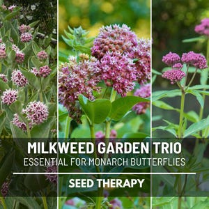 Milkweed Seed Collection – Showy, Common and Swamp, Heirloom Milkweed Seeds for Monarch Butterfly Gardens | 3 Varieties