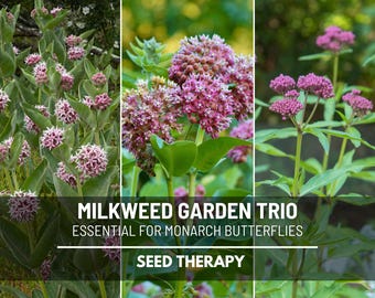 Colección de semillas de algodoncillo: variedades vistosas, comunes y de pantano, semillas tradicionales para jardines de mariposas monarca / 3 variedades