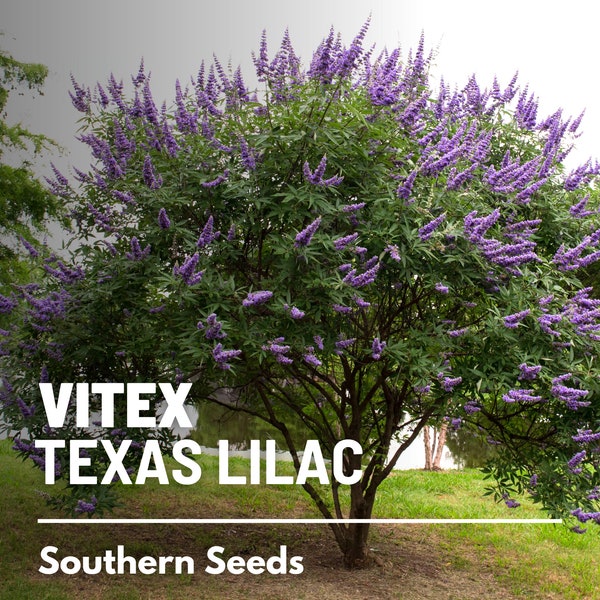 Vitex, Chaste Tree (Texas Lilac)  - 20 Seeds - Heirloom Shrub, Monks Pepper Tree, Medicinal Herb, Stunning Blue Blooms  (Vitex agnus-castus)