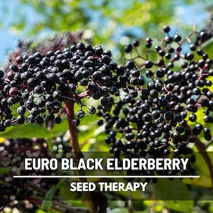 European Black Elderberry Seeds – Heirloom, Non-GMO Fruit, Open Pollinated, Culinary & Medicinal Berry | 50 Seeds