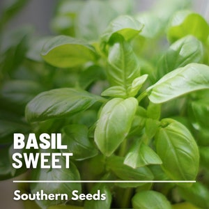 Basil, Sweet (Common) - 250 Seeds - Heirloom Culinary & Medicinal Herb - Non-GMO (Ocimum basilicum)