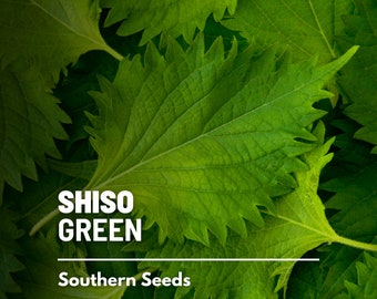 Shiso, Green - 200 Seeds - Heirloom Herb, Asian Medicinal & Culinary Plant, Mint, Non-GMO, Garden Gift  (Perilla frutescens var. crispa)