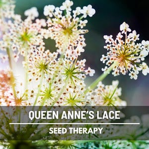 Queen Anne's Lace Seeds, Daucus carota, White Lace Wildflower and Bouquet Filler, Heirloom, 100 Seeds immagine 3