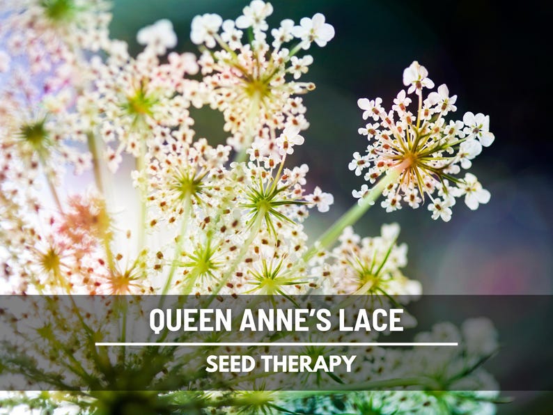Queen Anne's Lace Seeds, Daucus carota, White Lace Wildflower and Bouquet Filler, Heirloom, 100 Seeds immagine 3