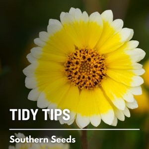 Tidy Tips - 100 Seeds - Heirloom Flower, Cheerful Yellow Daisies, Attracts Pollinators, Native Wildflower, Succulent (Layia platyglossa)