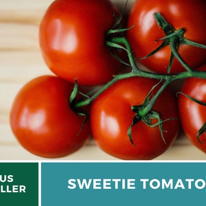 Tomato, Sweetie 50 Seeds Heirloom Vegetable, Indeterminate Plant Small, sweet cherry tomatoes Lycopersicon esculentum image 3