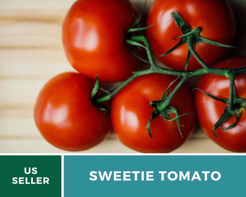 Tomato, Sweetie 50 Seeds Heirloom Vegetable, Indeterminate Plant Small, sweet cherry tomatoes Lycopersicon esculentum image 3