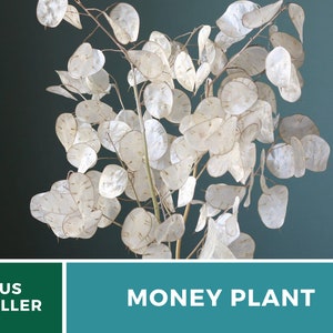 Money Plant Seeds (Honesty) – Heirloom, Prosperity and Abundance Symbol, Unique Flower for Gardens (Lunaria biennis) | 20 Seeds bild 5