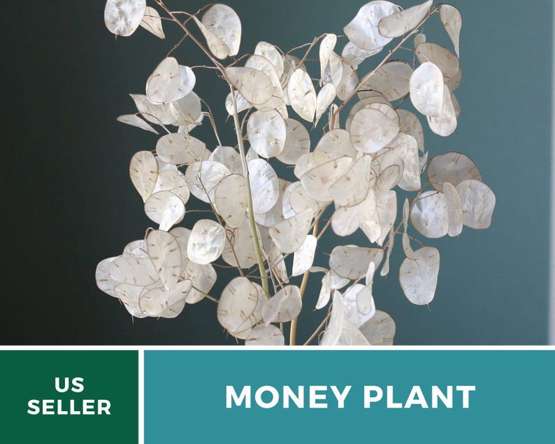 Money Plant Seeds (Honesty) – Heirloom, Prosperity and Abundance Symbol, Unique Flower for Gardens (Lunaria biennis) | 20 Seeds bild 5