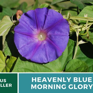 May include: A close-up of a vibrant blue morning glory flower with a white center. The flower is blooming on a green vine with leaves.