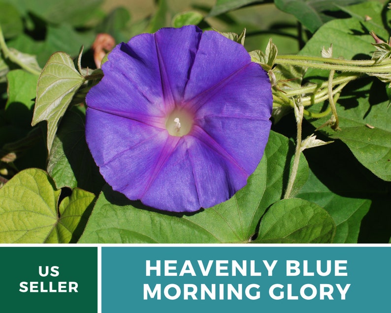 May include: A close-up of a vibrant blue morning glory flower with a white center. The flower is blooming on a green vine with leaves.