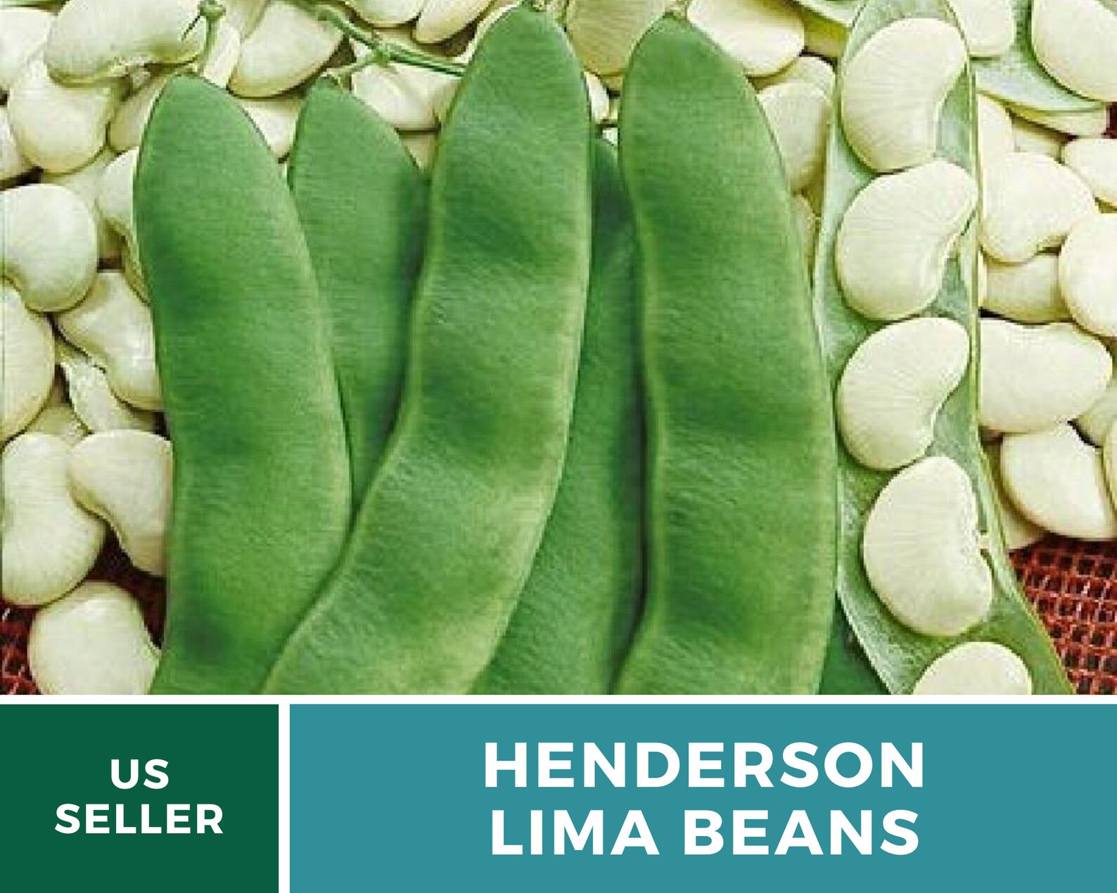 Bean Lima Henderson Butter Beans 15 Seeds Heirloom Etsy