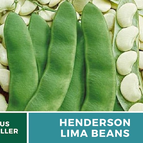 Henderson Lima Bean Seed Baby Butter Beans Heirloom Non GMO Etsy