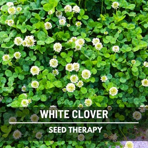 White Clover (Irish Clover) Seeds – Perennial Lawn Alternative, Pollinator Friendly, Grass Supplement and Landscaping | 1,000 Seeds
