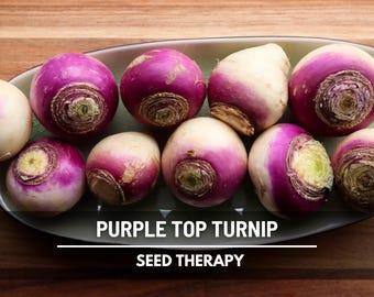 Purple Top Turnip Seeds – Heirloom Vegetable, Non-GMO, Open Pollinated, Sweet Flavor, Easy to Grow | 250 Seeds