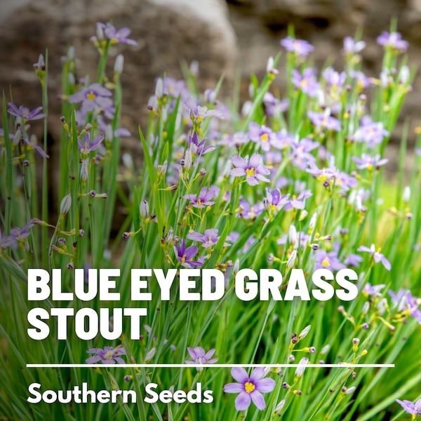 Blue Eyed Grass, Stout - 50 Seeds - Heirloom Ornamental Grass - Lovely Blue Flowers (Sisyrinchium angustifolium)