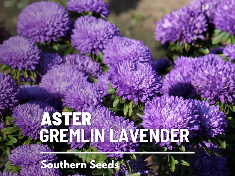 May include: A close-up of a cluster of purple Aster 'Gremlin Lavender' flowers. The flowers are in full bloom and have a delicate, feathery appearance. The text 'ASTER GREMILN LAVENDER' and 'Southern Seeds' is visible in the image.