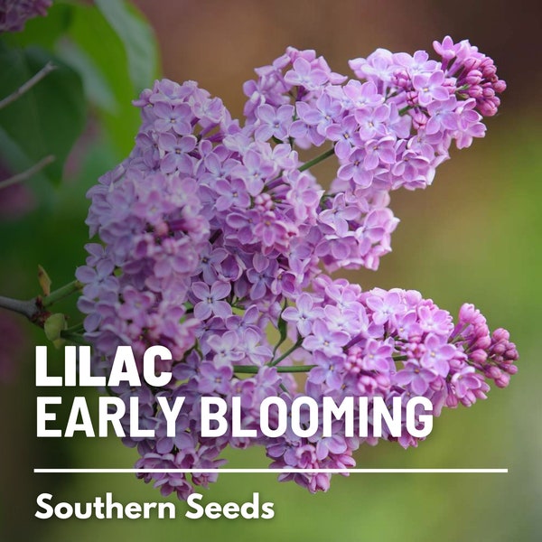 Lilac, Early Blooming - 30 Seeds - Heirloom Shrub - Fragrant and Beautiful Early Spring Blooms (Syringa oblata)