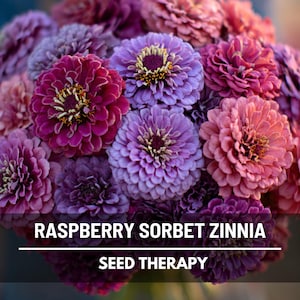 Op de afbeelding: Een boeket Raspberry Sorbet Zinnia bloemen in roze, paarse en magenta tinten. De afbeelding toont een close-up van de levendige bloemen, met de tekst "Raspberry Sorbet Zinnia" en "Seed Therapy" onderaan.