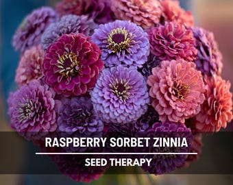 Raspberry Sorbet Zinnia Seeds – Heirloom Double Blooms, Easy to Grow (100 Seeds)