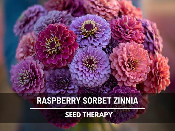 Raspberry Sorbet Zinnia Seeds – Heirloom Double Blooms, Easy to Grow (100 Seeds)