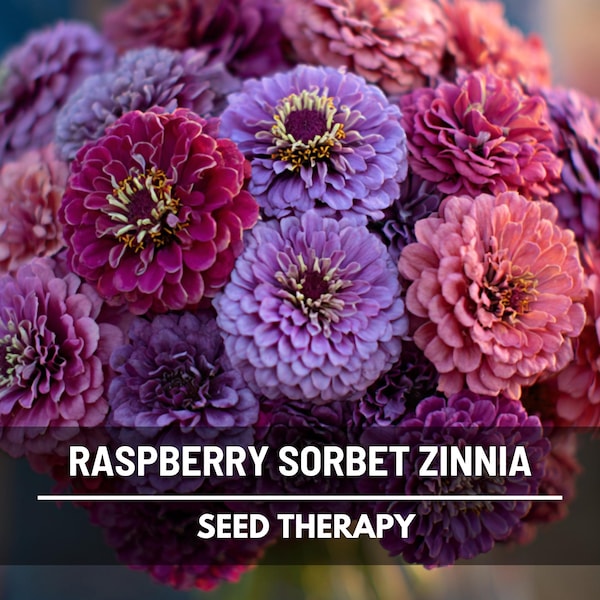 Raspberry Sorbet Zinnia Seeds – Heirloom Double Blooms, Easy to Grow (100 Seeds)
