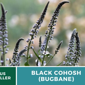 Black Cohosh Bugbane 25 Seeds Heirloom Medicinal Herb Ornamental Flower Cimicifuga ramosa atropurpurea image 2