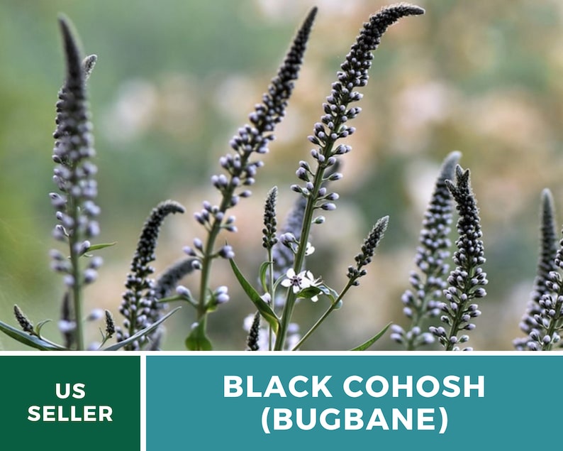 Black Cohosh Bugbane 25 Seeds Heirloom Medicinal Herb Ornamental Flower Cimicifuga ramosa atropurpurea image 2