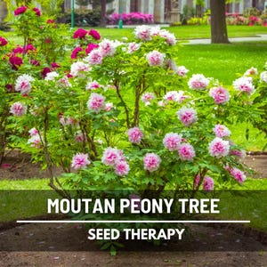 Moutan Tree Peony Seeds – Heirloom Shrub, Tree Peony, Paeonia suffruticosa, Hardy Perennial Landscape Plant | 10 Seeds