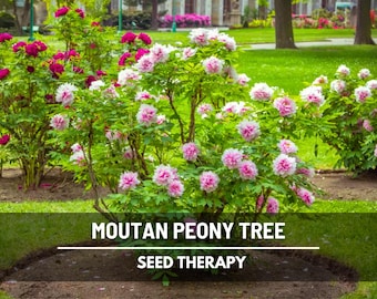 Moutan Tree Peony Seeds – Heirloom Shrub, Tree Peony, Paeonia suffruticosa, Hardy Perennial Landscape Plant | 10 Seeds