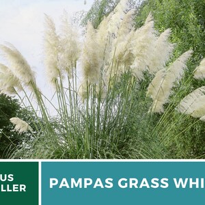 Pampas Grass, White 100 Seeds Heirloom Ornamental Grass Elegant and Airy White Plumes Cortaderia selloana image 2