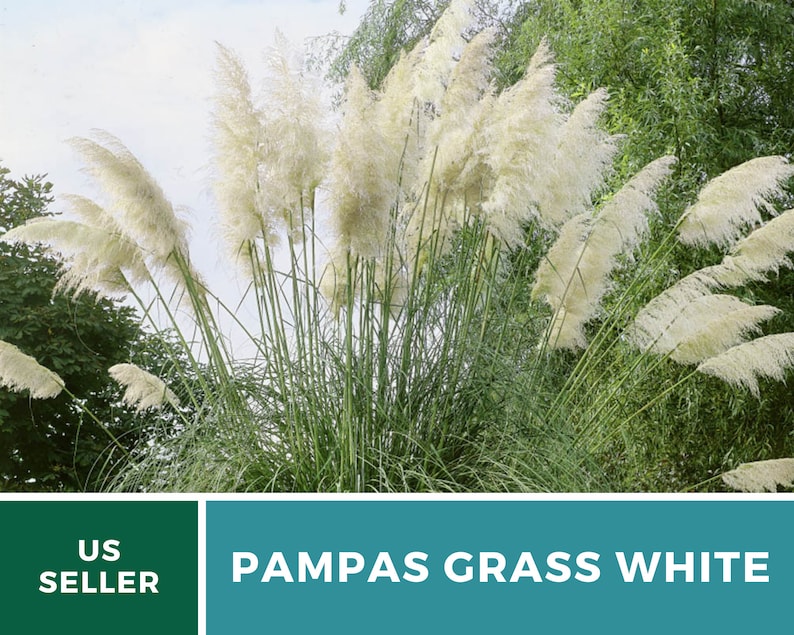 Pampas Grass, White 100 Seeds Heirloom Ornamental Grass Elegant and Airy White Plumes Cortaderia selloana image 2