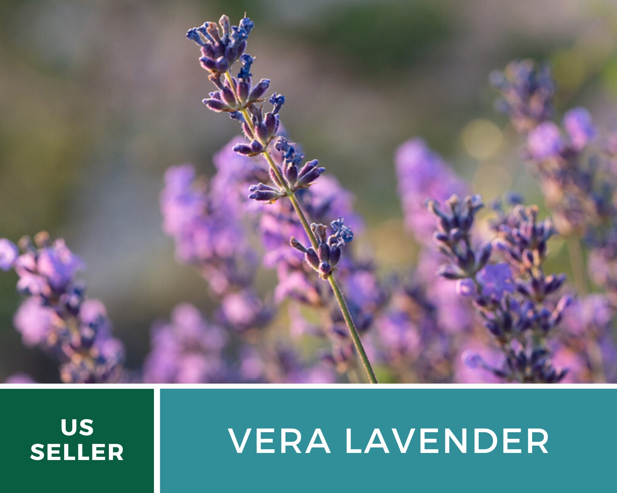 Organic Vera English Lavender 100 Seeds Fragrant Herb Etsy