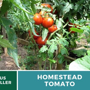 Pu&ograve; includere: Primo piano di una pianta di pomodoro con pomodori rossi maturi che crescono su un traliccio. La pianta &egrave; in un giardino con foglie verdi e terreno marrone. Il testo "HOMESTEAD TOMATO" &egrave; visualizzato sotto l'immagine.