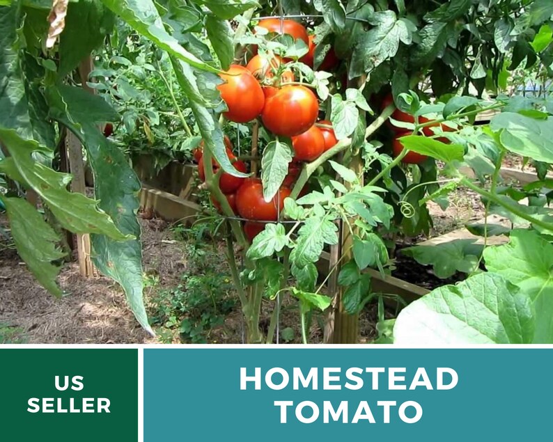 Pu&ograve; includere: Primo piano di una pianta di pomodoro con pomodori rossi maturi che crescono su un traliccio. La pianta &egrave; in un giardino con foglie verdi e terreno marrone. Il testo "HOMESTEAD TOMATO" &egrave; visualizzato sotto l'immagine.