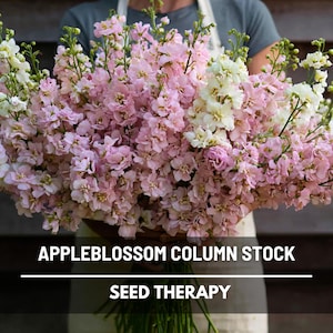 Column Stock Appleblossom Seeds – Heirloom Flower, Fragrant Blooms & Soft Pastel Pinks, Fast Growing | 50 Seeds