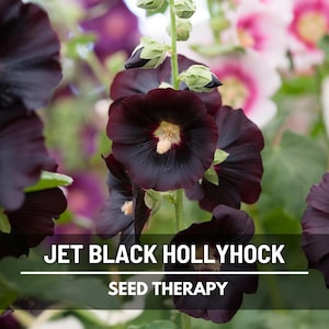 May include: Close-up of jet black hollyhock flowers with a yellow center. The image features the text "JET BLACK HOLLYHOCK" and "SEED THERAPY". The flowers are in full bloom, with a blurred background of other colorful flowers.