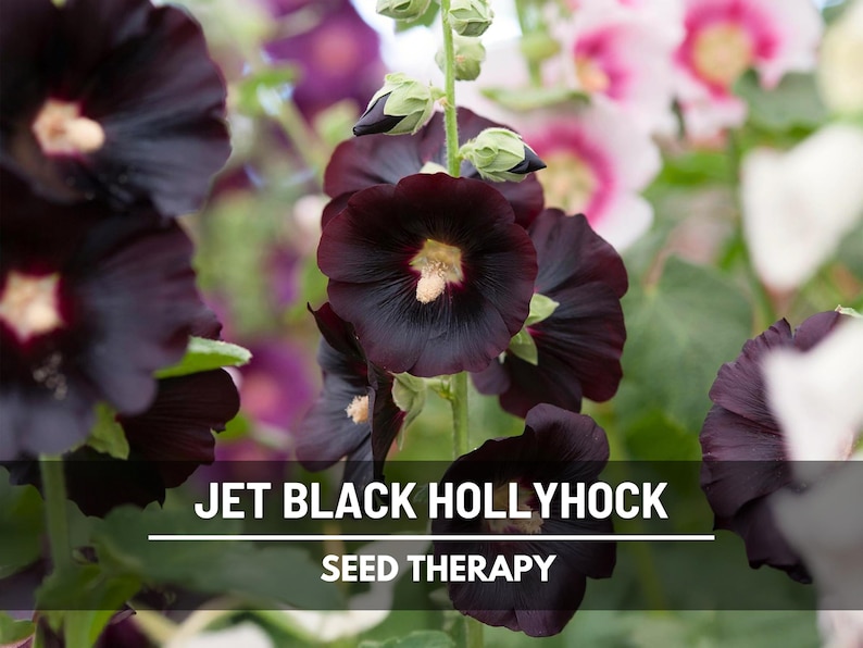 May include: Close-up of jet black hollyhock flowers with a yellow center. The image features the text "JET BLACK HOLLYHOCK" and "SEED THERAPY". The flowers are in full bloom, with a blurred background of other colorful flowers.