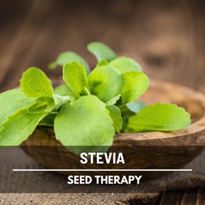 Stevia Seeds (Sugar Leaf) – Heirloom Herb, Natural Sweetener, Sugar Alternative, Medicinal Plant, Stevia rebaudiana | 50 Seeds image 5