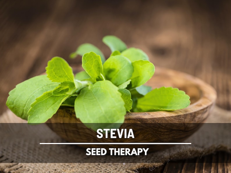 Stevia Seeds (Sugar Leaf) – Heirloom Herb, Natural Sweetener, Sugar Alternative, Medicinal Plant, Stevia rebaudiana | 50 Seeds image 5
