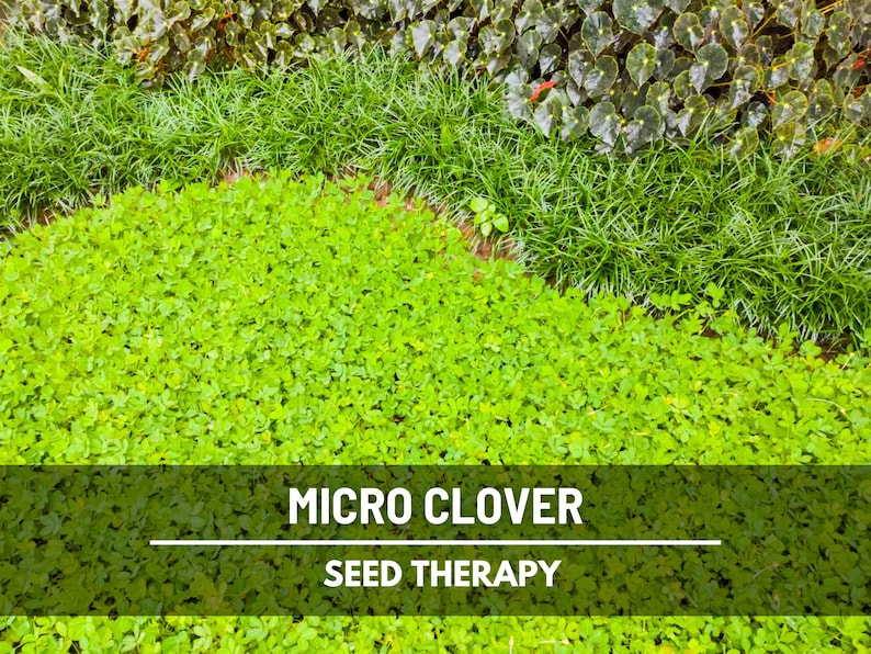 Micro Clover (Trifolium repens) fresh green growth forming a thick cover in garden bed - Seed Therapy