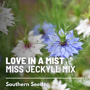 Love in a Mist, Jewels Mix (Miss Jekyll Flower) - 200 Seeds - Heirloom Flower - Culinary & Medicinal (Nigella damascena)