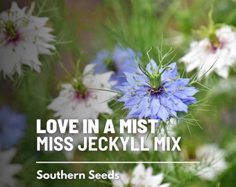 Love in a Mist, Jewels Mix (Miss Jekyll Flower) - 200 Seeds - Heirloom Flower - Culinary & Medicinal (Nigella damascena)